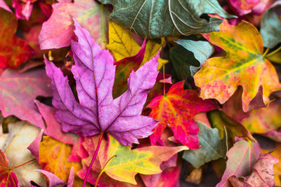 Autumnal Fragrance Transition Time!