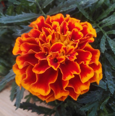 The Enchanting Marigold: A Fragrant Delight for Summer Perfumes