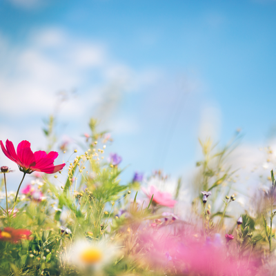OUR GO-TO SPRING SCENTS AT VALLEY OF ROSES (2024) 🌸