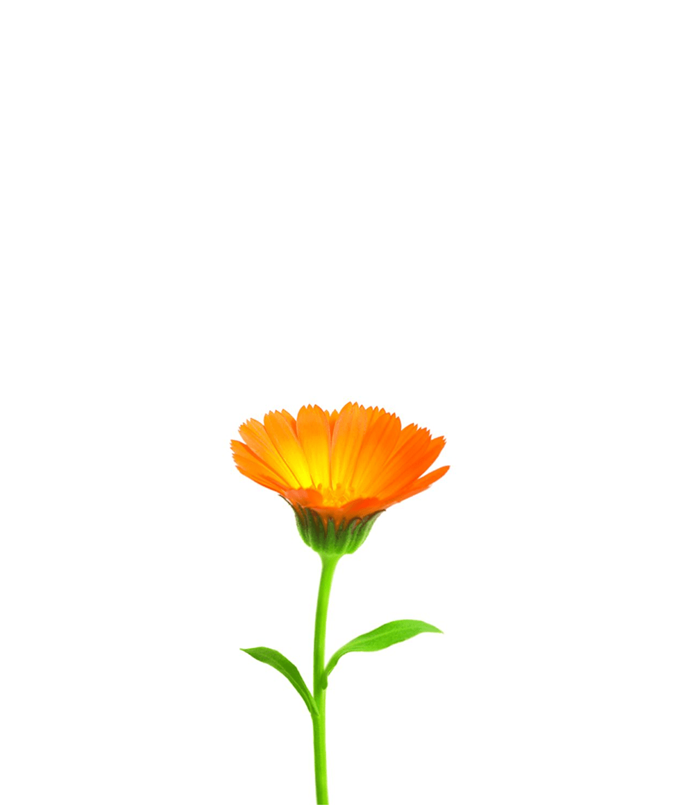 Vibrant orange Calendula flower showcasing natural beauty, often used in hair and skincare products.
