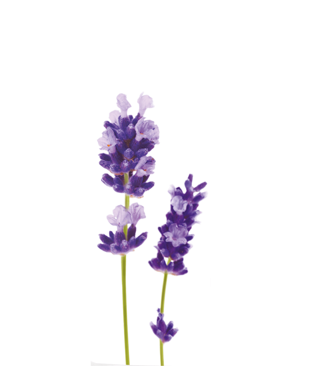 Lavender WATER 100% ORGANIC – 200 ml. Fresh lavender flowers symbolizing soothing scents and organic skincare benefits.